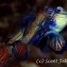 mandarinfish_std_h_0244_pal1122_rv.jpg